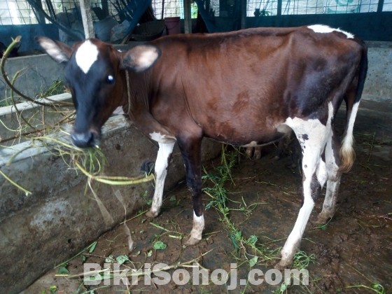 গরুর নাম : মিনি, কাজলী এবং সুন্দরী